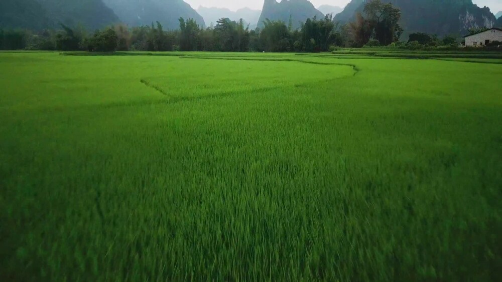 Green-23C255AA-25C6-4036-955C-C7747827D42B.mp4