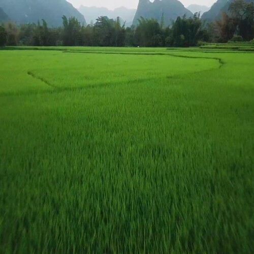 Green-23C255AA-25C6-4036-955C-C7747827D42B